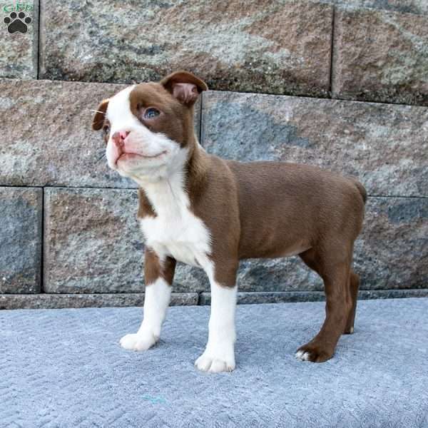 Precious Little Princess, Boston Terrier Puppy